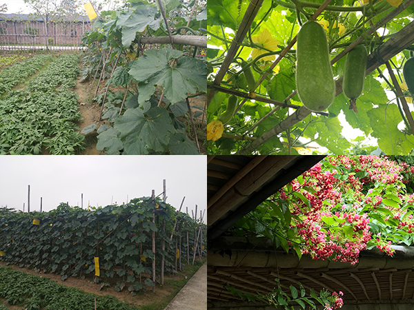 瑞泰風工業(yè)大型風扇廠家五四游
